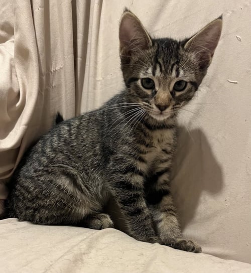 BETO - Domestic Short Hair / Domestic Short Hair available for adoption