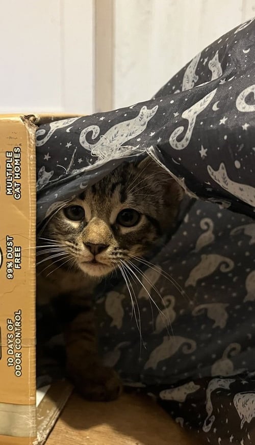 BETO - Domestic Short Hair / Domestic Short Hair available for adoption