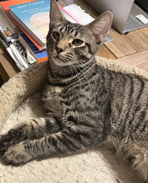 BETO - Domestic Short Hair / Domestic Short Hair available for adoption
