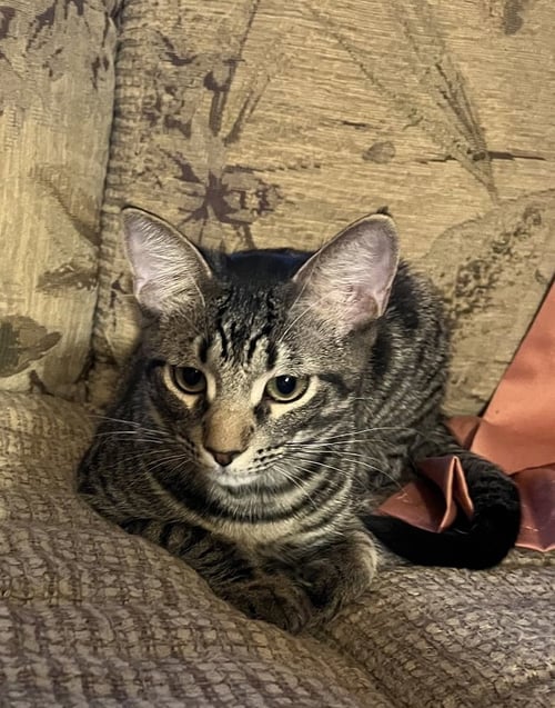 BETO - Domestic Short Hair / Domestic Short Hair available for adoption