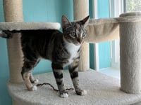 Cinnamon - Photo 2