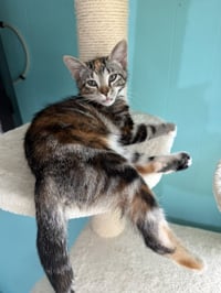 Cinnamon - Photo 3