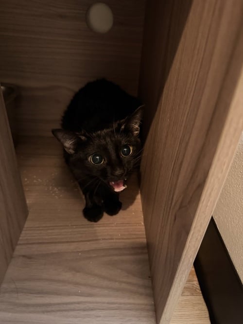STUBBY - Domestic Short Hair / Domestic Short Hair available for adoption