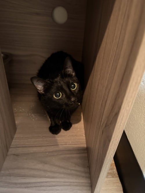 STUBBY - Domestic Short Hair / Domestic Short Hair available for adoption