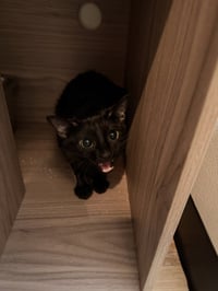 Stubby - Photo 3