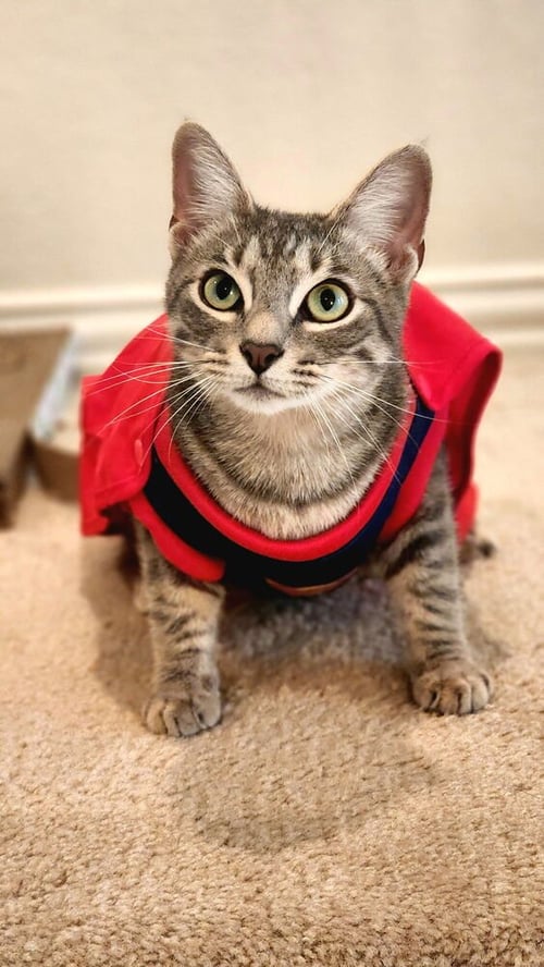 PHIL - Domestic Short Hair / Domestic Short Hair available for adoption