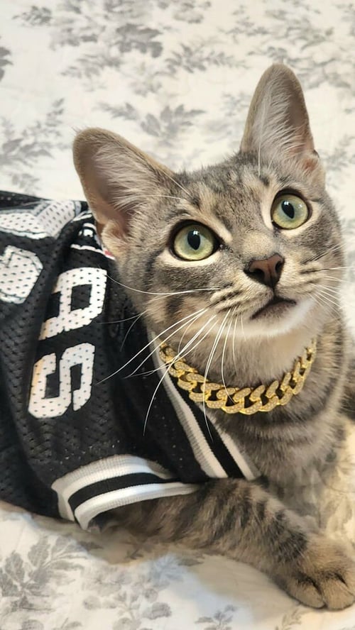 PHIL - Domestic Short Hair / Domestic Short Hair available for adoption