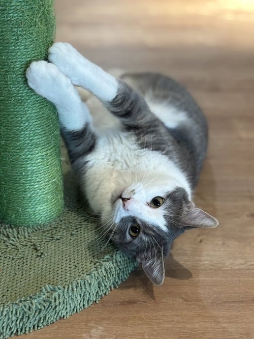 JAY JAY - Domestic Short Hair / Domestic Short Hair available for adoption