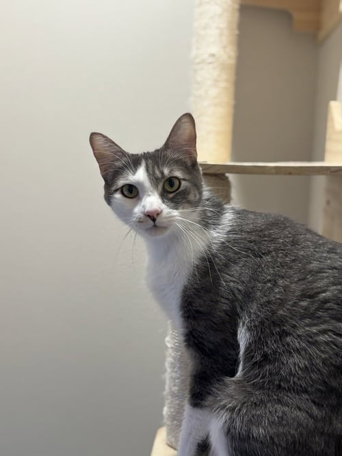 JAY JAY - Domestic Short Hair / Domestic Short Hair available for adoption