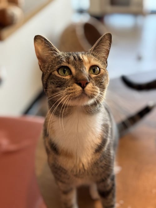 ROSE - Domestic Short Hair / Domestic Short Hair available for adoption