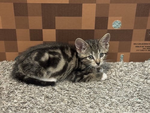 SIMBA - Domestic Short Hair / Domestic Short Hair available for adoption