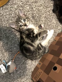 Simba - Photo 2