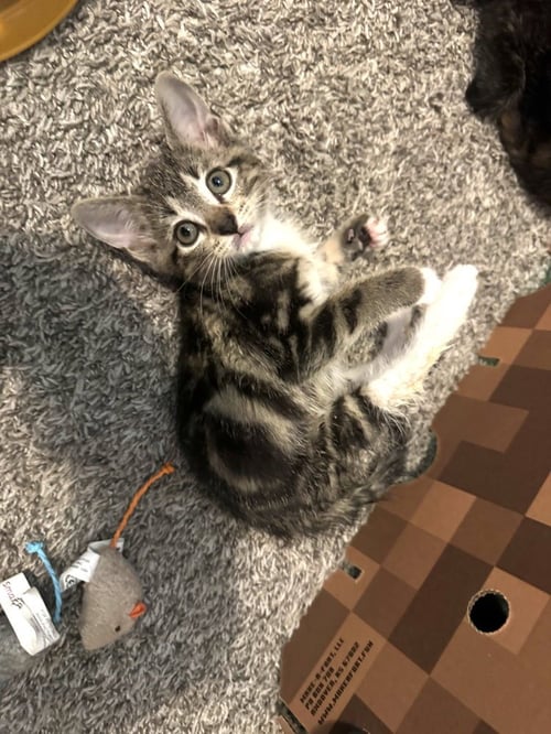 SIMBA - Domestic Short Hair / Domestic Short Hair available for adoption