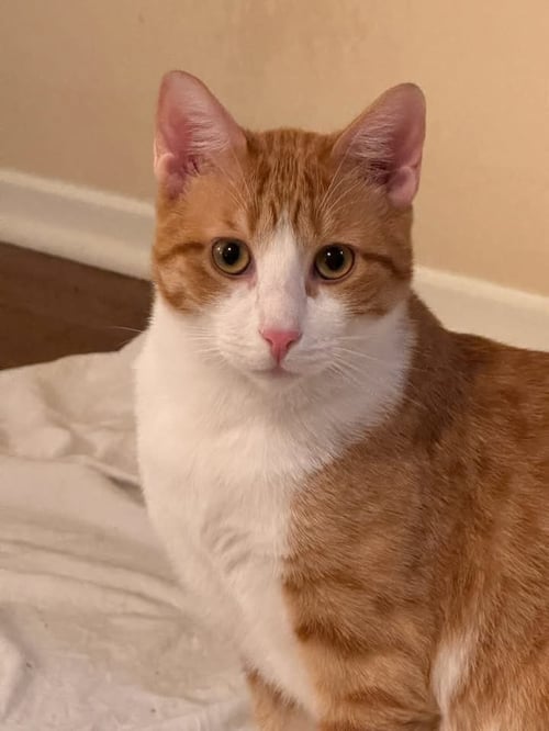 COLBY - Domestic Short Hair / Domestic Short Hair available for adoption