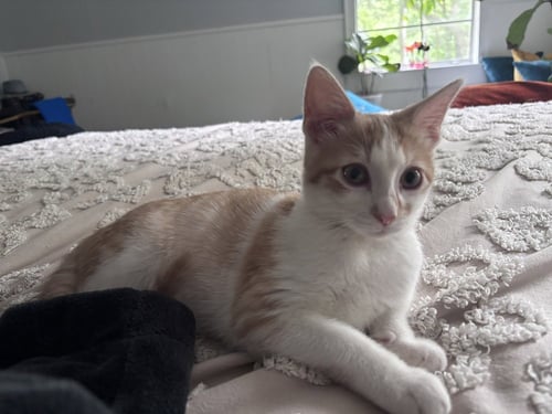 CURIOUS GEORGIE - Domestic Short Hair / Domestic Short Hair available for adoption