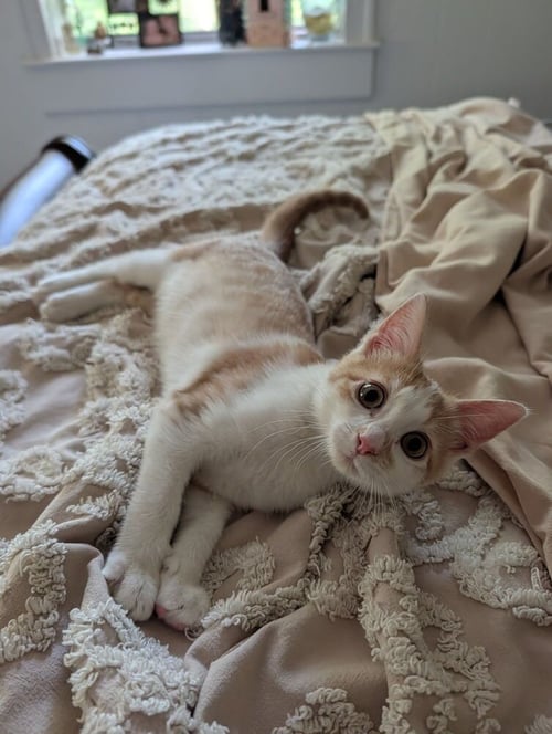 CURIOUS GEORGIE - Domestic Short Hair / Domestic Short Hair available for adoption