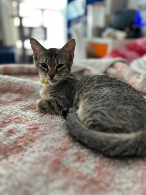KNICKERBOCKER GLORY - Domestic Short Hair / Domestic Short Hair available for adoption
