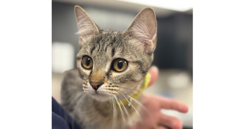 KNICKERBOCKER GLORY - Domestic Short Hair / Domestic Short Hair available for adoption