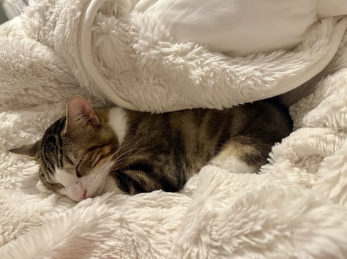 SLATE - Domestic Short Hair / Domestic Short Hair available for adoption