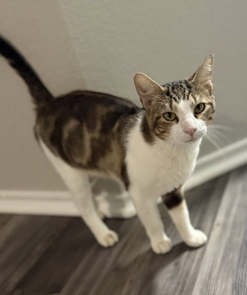 SLATE - Domestic Short Hair / Domestic Short Hair available for adoption