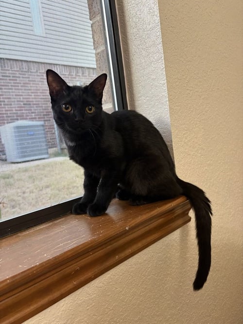 YIN - Domestic Short Hair / Domestic Short Hair available for adoption
