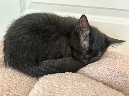YIN - Domestic Short Hair / Domestic Short Hair available for adoption