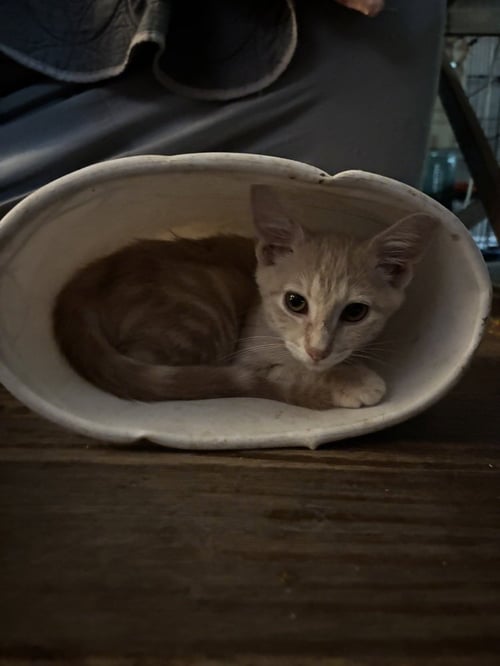 HANK HILL - Domestic Short Hair / Domestic Short Hair available for adoption