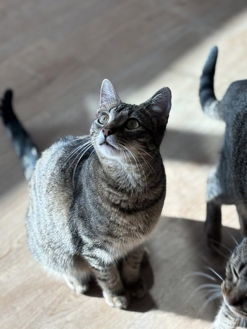 TIMBER - Domestic Short Hair / Domestic Short Hair available for adoption