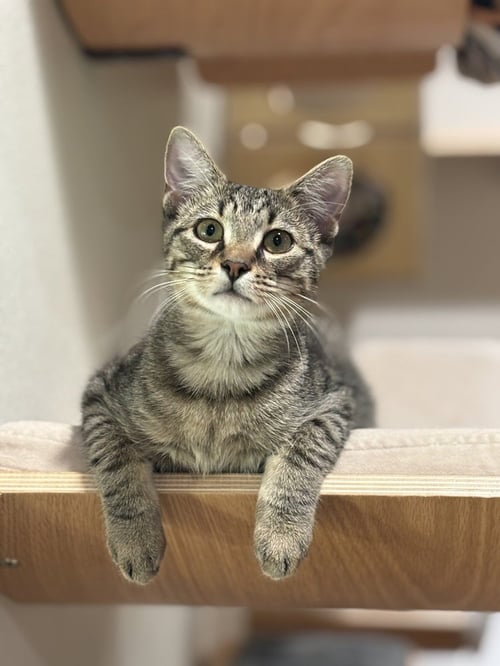 TIMBER - Domestic Short Hair / Domestic Short Hair available for adoption