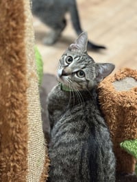 Timber - Photo 3