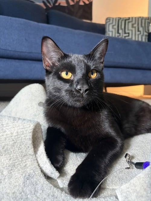 PUMA - Domestic Short Hair / Domestic Short Hair available for adoption
