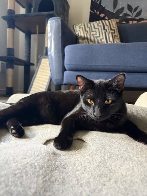 PUMA - Domestic Short Hair / Domestic Short Hair available for adoption