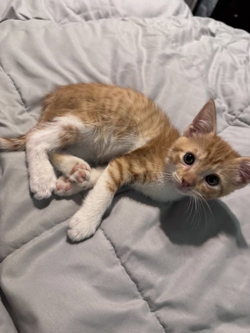 ABE LINCOLN - Domestic Short Hair / Domestic Short Hair available for adoption