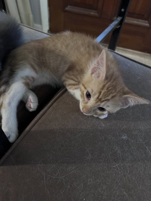 ABE LINCOLN - Domestic Short Hair / Domestic Short Hair available for adoption