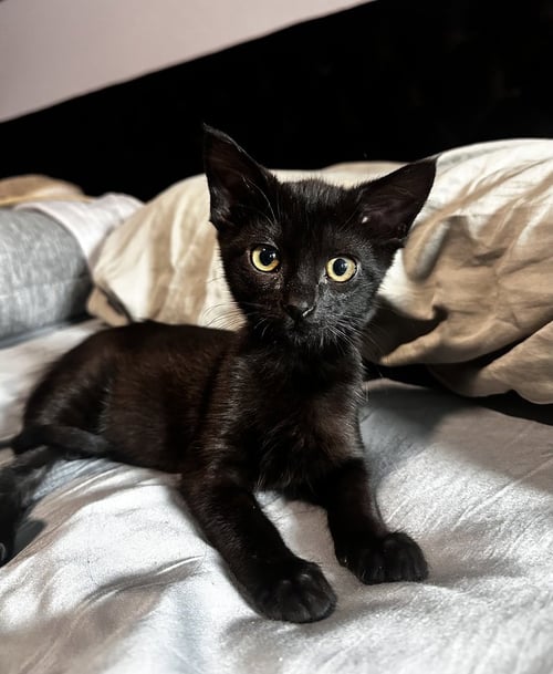 DAGOBAH - Domestic Short Hair / Domestic Short Hair available for adoption