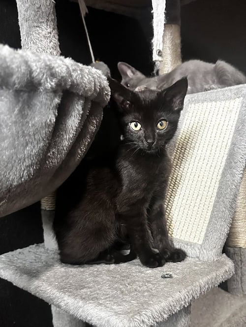 DAGOBAH - Domestic Short Hair / Domestic Short Hair available for adoption