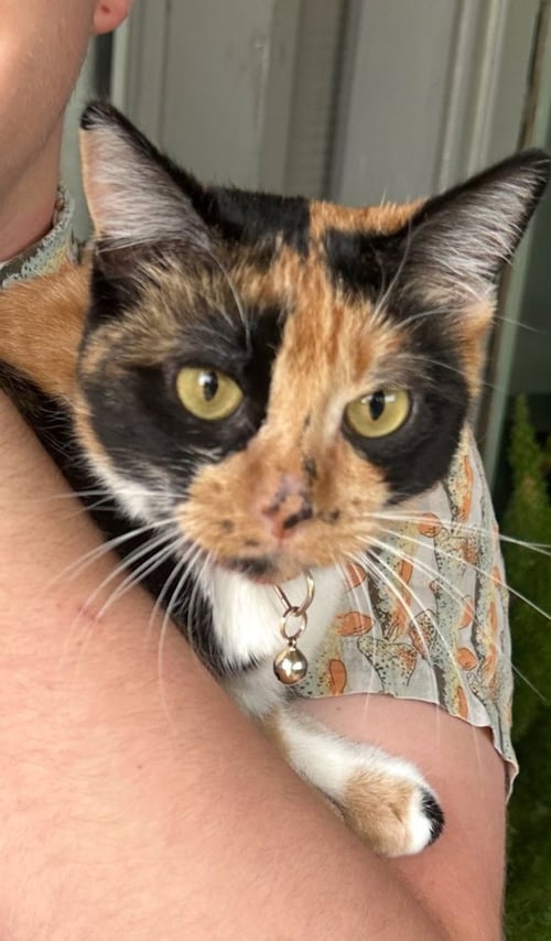 LOKI - Calico / Domestic Short Hair available for adoption