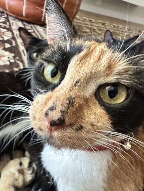 LOKI - Calico / Domestic Short Hair available for adoption