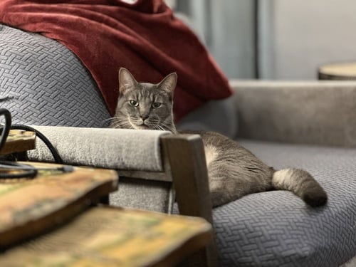 MILO MIKE - Domestic Short Hair / Domestic Short Hair available for adoption