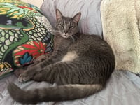 Milo Mike - Photo 1