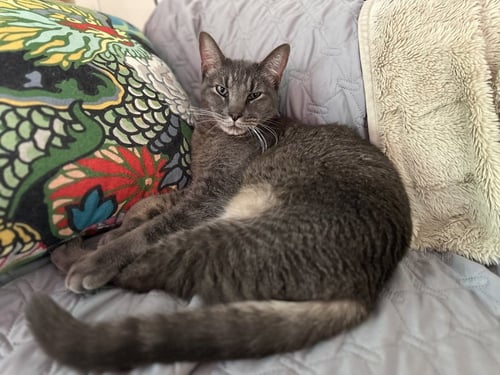 MILO MIKE - Domestic Short Hair / Domestic Short Hair available for adoption