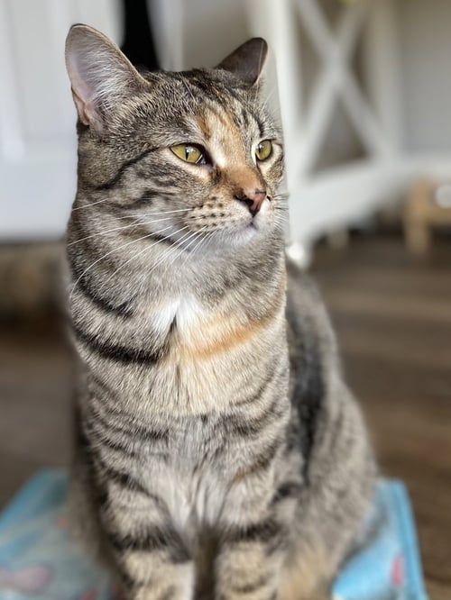 AQUAMARINE - Domestic Short Hair / Domestic Short Hair available for adoption