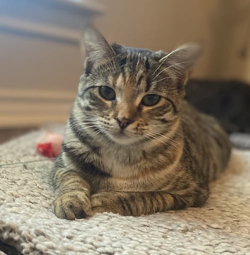AQUAMARINE - Domestic Short Hair / Domestic Short Hair available for adoption