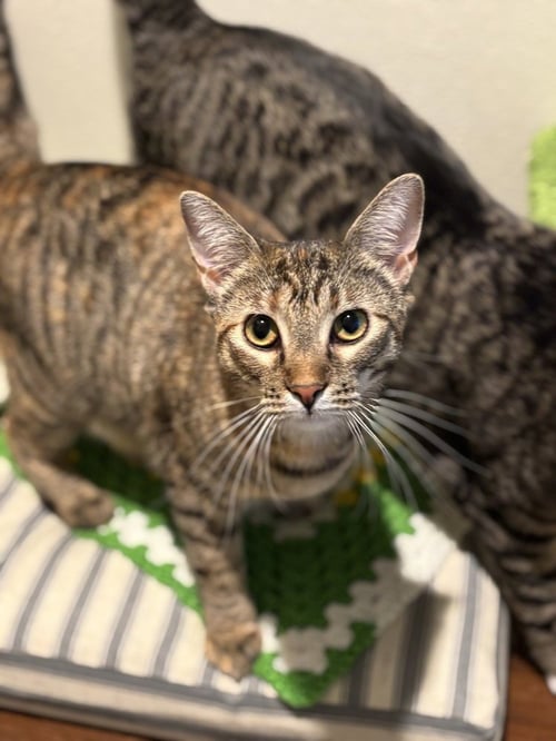 RAPSODY - Domestic Short Hair / Calico available for adoption