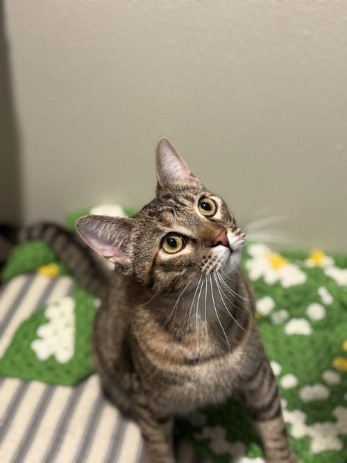 RAPSODY - Domestic Short Hair / Calico available for adoption