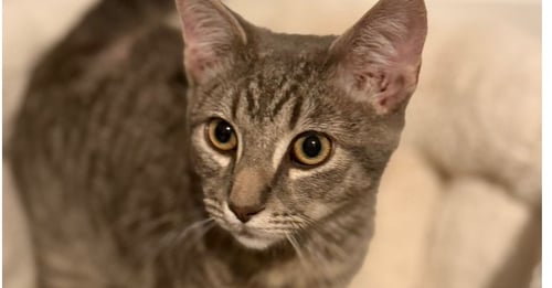 DUTCH OVEN - Domestic Short Hair / Domestic Short Hair available for adoption