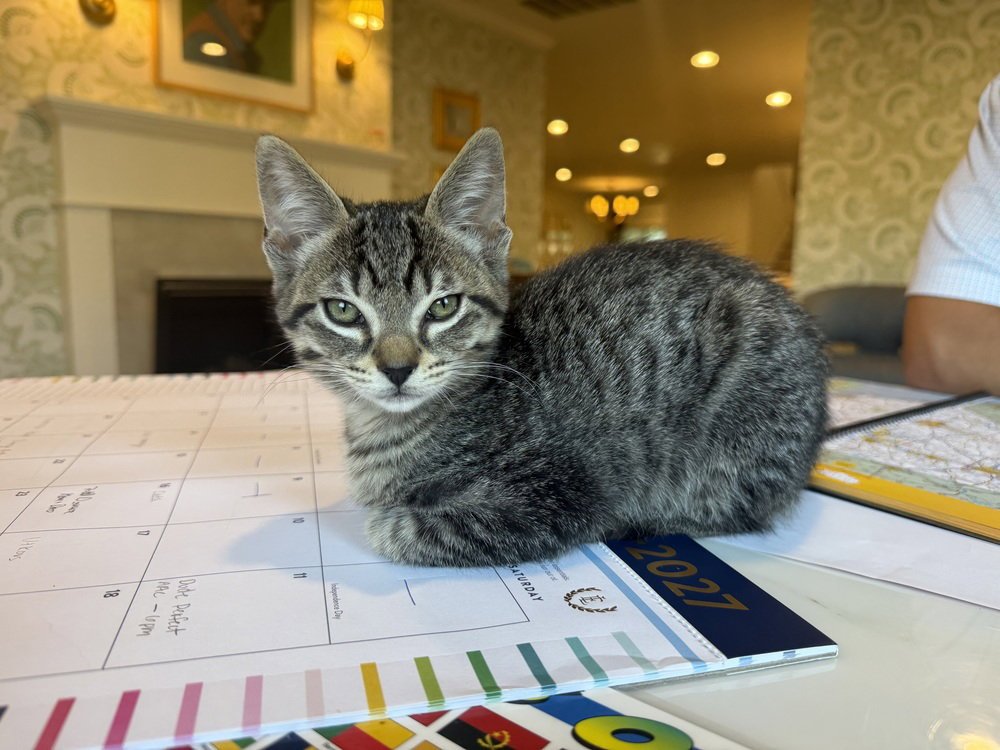 Timber Image