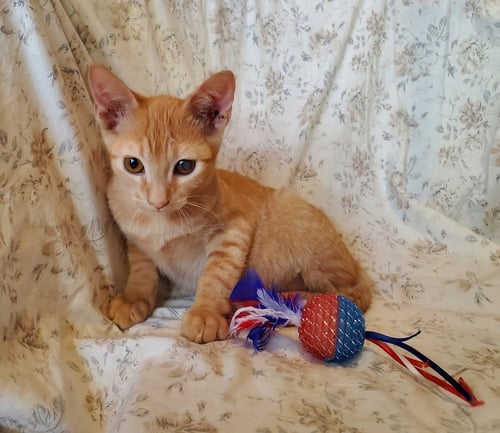 POTATO SALAD - Domestic Short Hair / Domestic Short Hair available for adoption