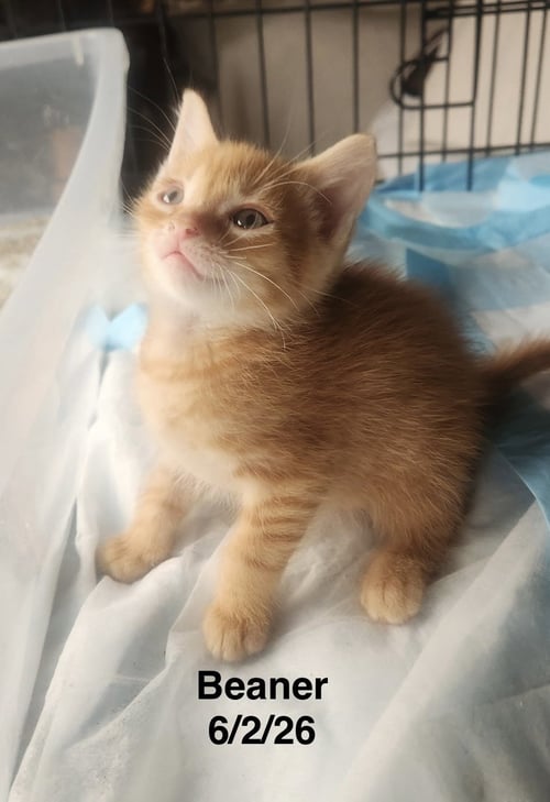 BEANER - Tabby available for adoption