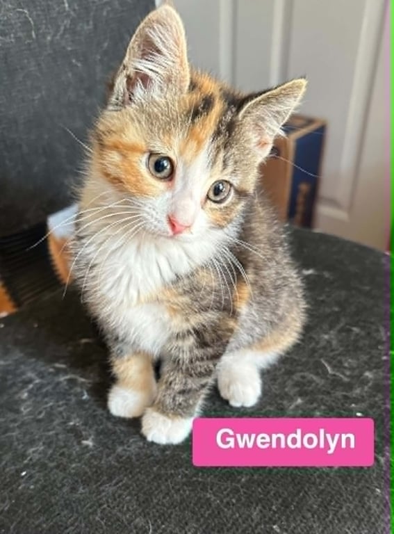 Gwendolyn - The Country Litter Image